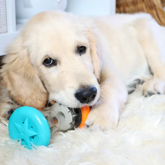 Hovedbilde Snack Roller - Aktiveringsleke for Hund
