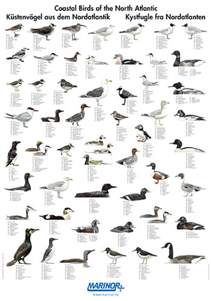 Plakat - Kystfugler - Glanset & Laminert - 70x100cm