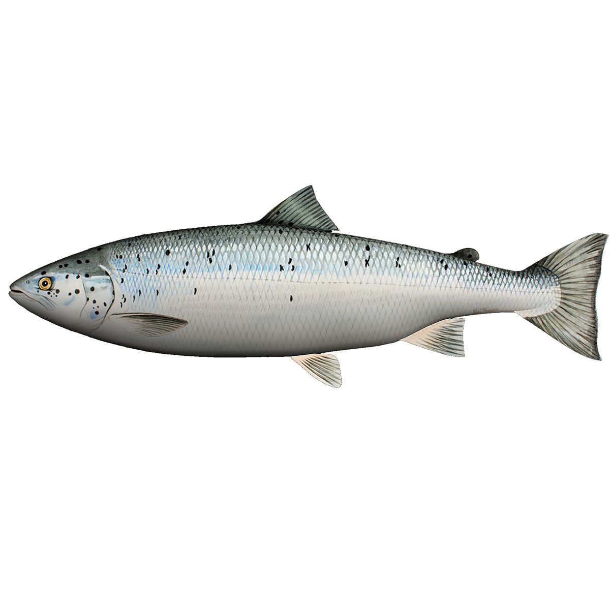 Kosefisk - Pute - Laks - 60 cm