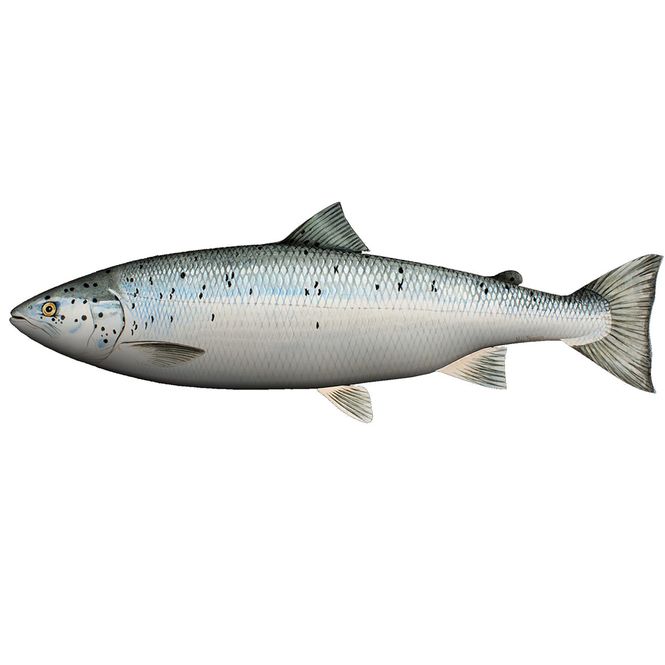 Hovedbilde Kosefisk - Pute - Laks - 60 cm