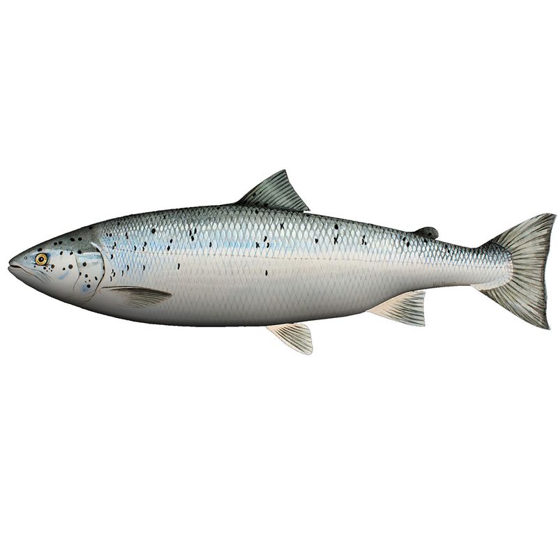 Kosefisk - Pute - Laks - 60 cm