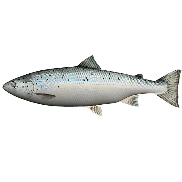 Hovedbilde Kosefisk - Pute - Laks - 60 cm